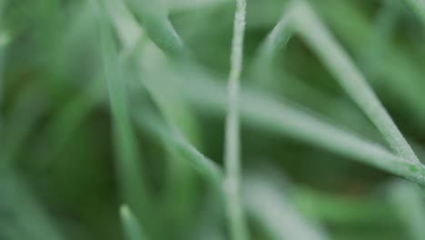 centrándose a través de diferentes hojas de cebollino verde que