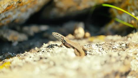 un primer plano que captura los intrincados detalles y patrones de la piel de un lagarto mientras disfruta del calor en un terreno rocoso, rodeado de colores naturales