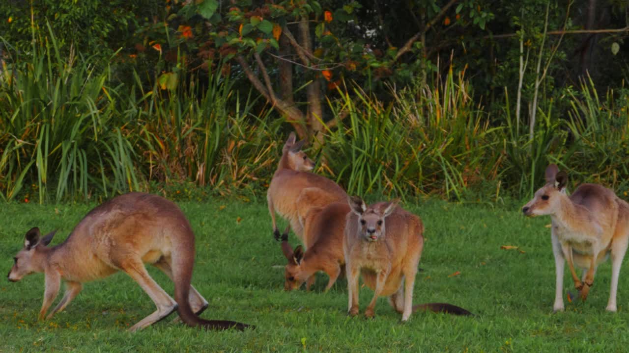 multitud de canguros grises orientales en las praderas - macropus giganteus - queensland, australia - toma panorámica