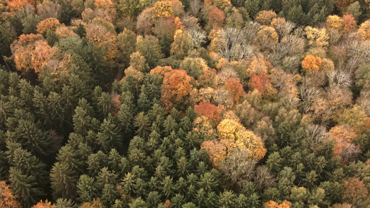 "Drone ascends above a dense autumn forest in Germany, revealing vibrant tree colors and stunning canopy textures from above."