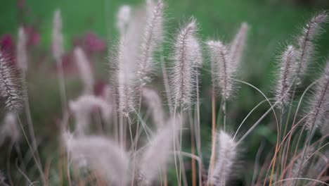 grass is moving under gently wind breeze