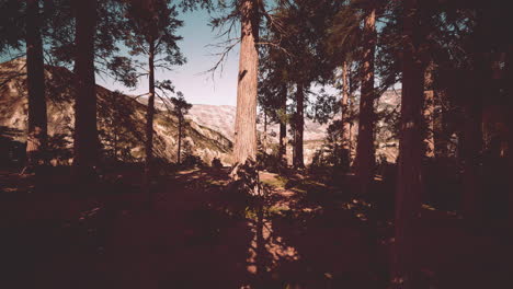 scale of the giant sequoias of sequoia national park