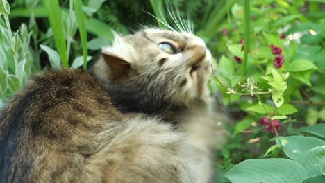 un gato adorable en cámara lenta rascándose a sí mismo.