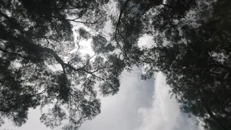 an upper shot of beautiful clear sky and green tree