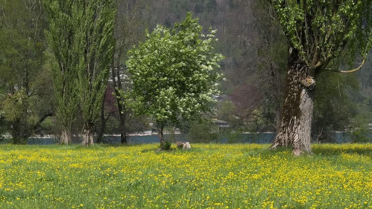 Butterweed wildflower yellow flowers field outdoor nature landscape forest lakeside Switzerland