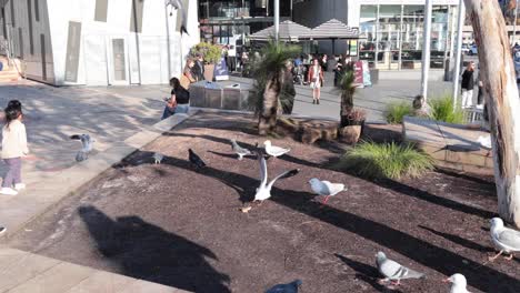 un niño alegremente persigue palomas en una plaza