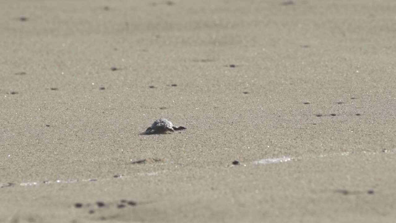 Moment a newly hatched sea turtle, an Olive Ridley, scrambles across a sandy beach in Oaxaca, Mexico, making its perilous, instinctive journey toward the vast Pacific Ocean