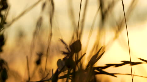 Silueta-De-Tallos-De-Trigo-Contra-El-Fondo-Bokeh-Del-Atardecer-Naranja-Dorado