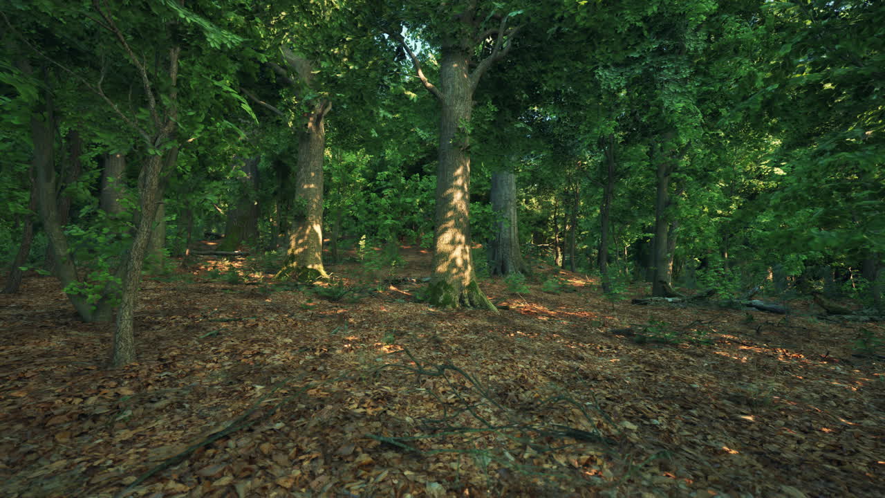 푸른 나무가 가득한 숲