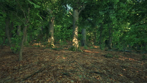 un bosque lleno de muchos árboles verdes