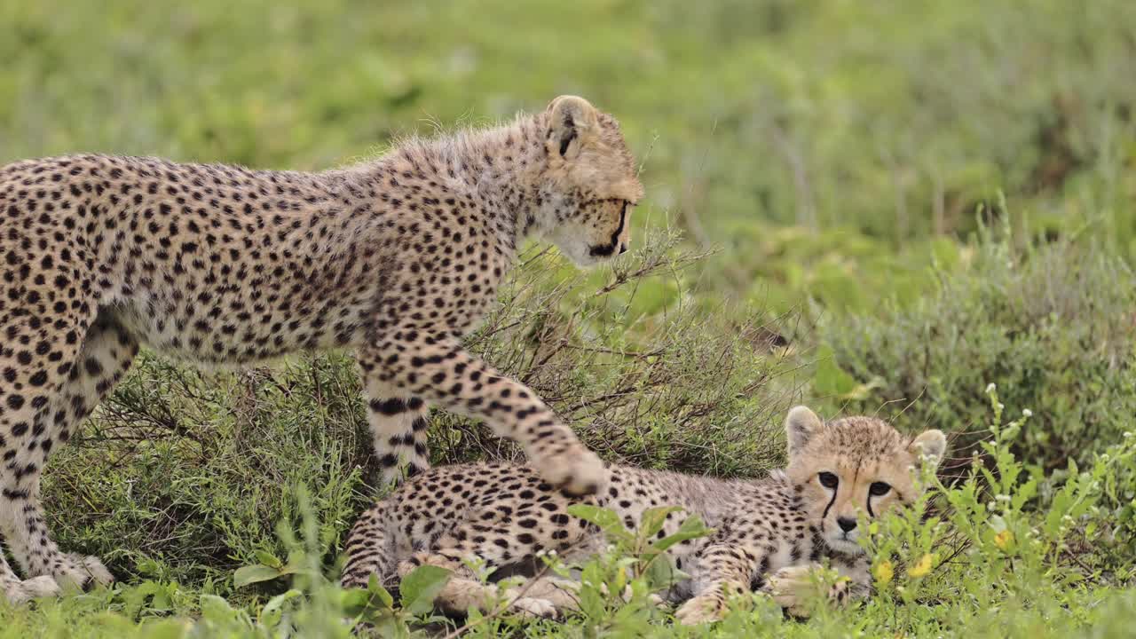 niños de guepardo en cámara lenta jugando en áfrica en el parque nacional serengeti en tanzania, lindos jóvenes guepardos en la vida silvestre africana en safari.