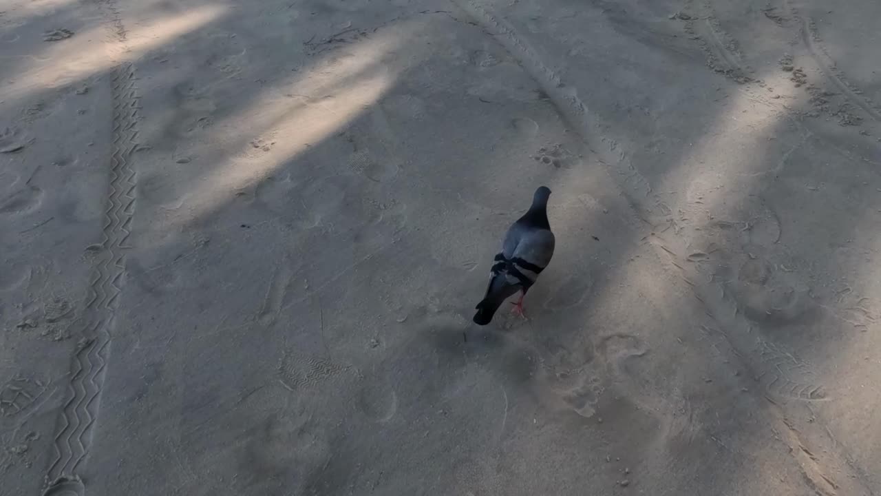 A pigeon strolls along sandy tracks, casting shadows on a sunlit beach.
