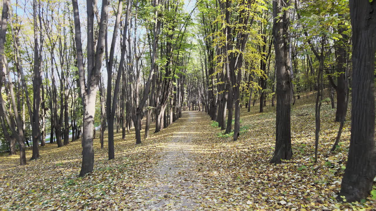 People stroll along a scenic path shaded by tall trees in autumn. Bright leaves cover the ground, creating a beautiful and calming atmosphere as the sun shines through the branches