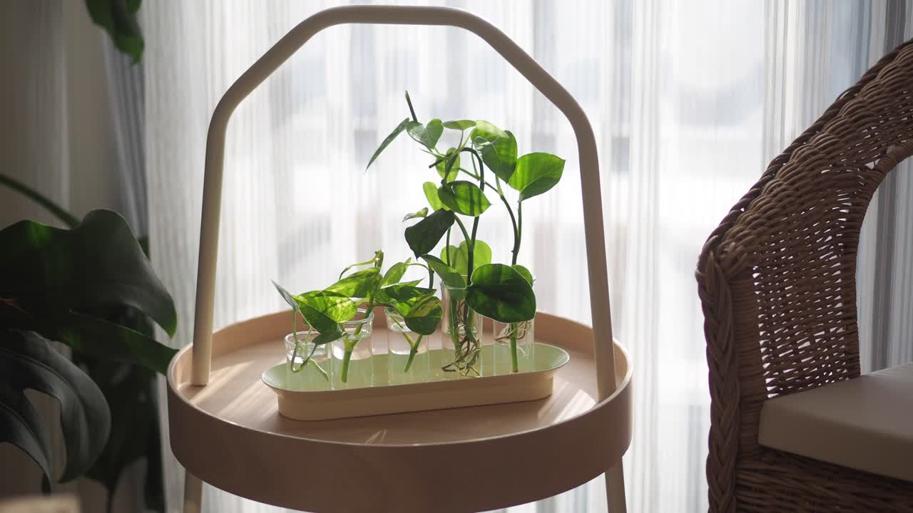 Indoor plant propagation on a decorative table