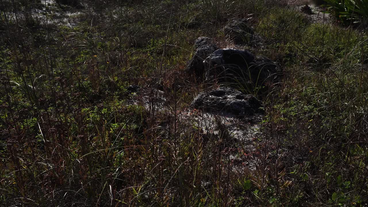 Rock formations on the ground, along with a variety of plants of different shapes and species, create a beautiful cinematic scene