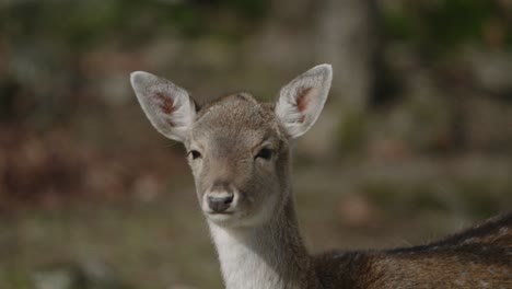 joven ciervo rojo en un parque animal protegido - parc omega, quebec, canadá - plano medio