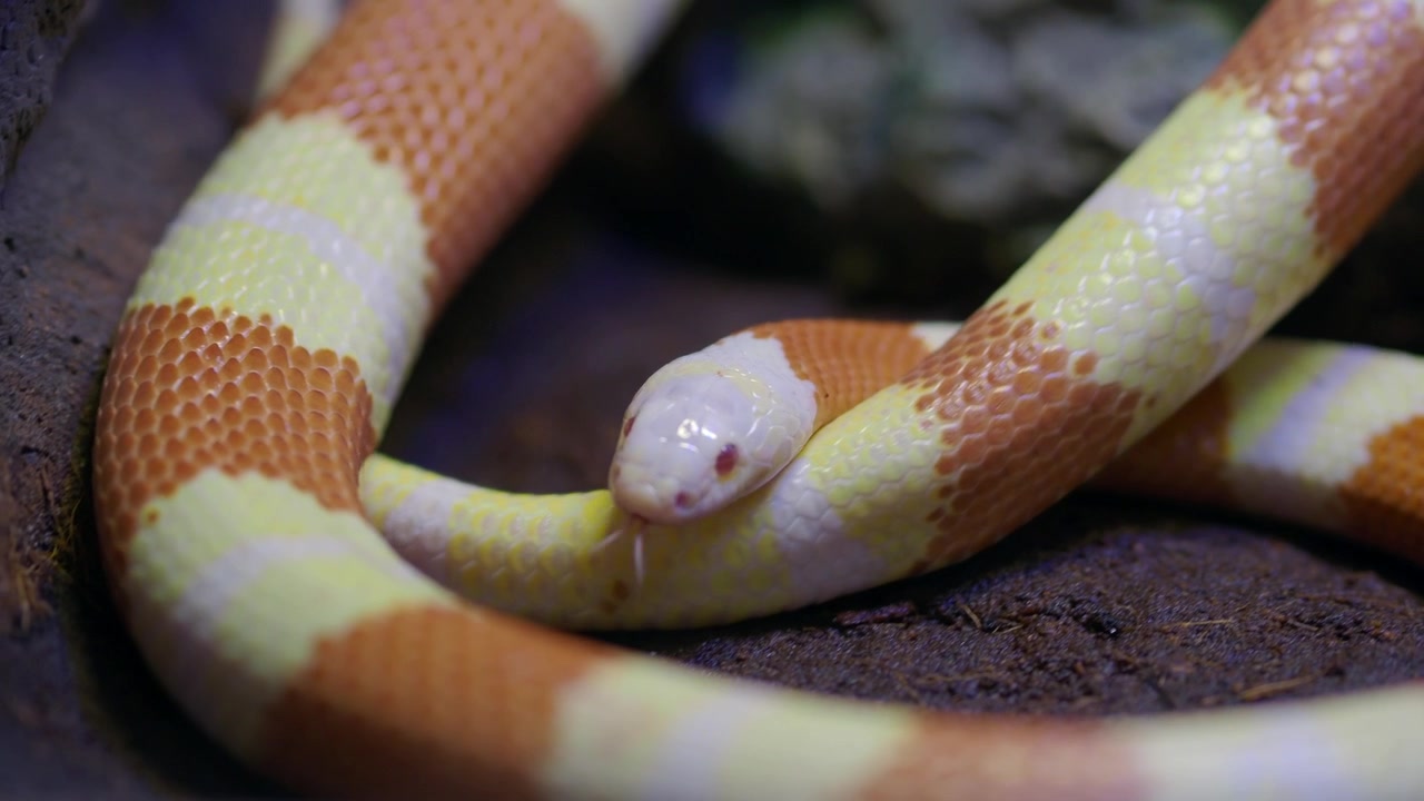 Serpente del latte albino con la lingua che scatta nel terrario