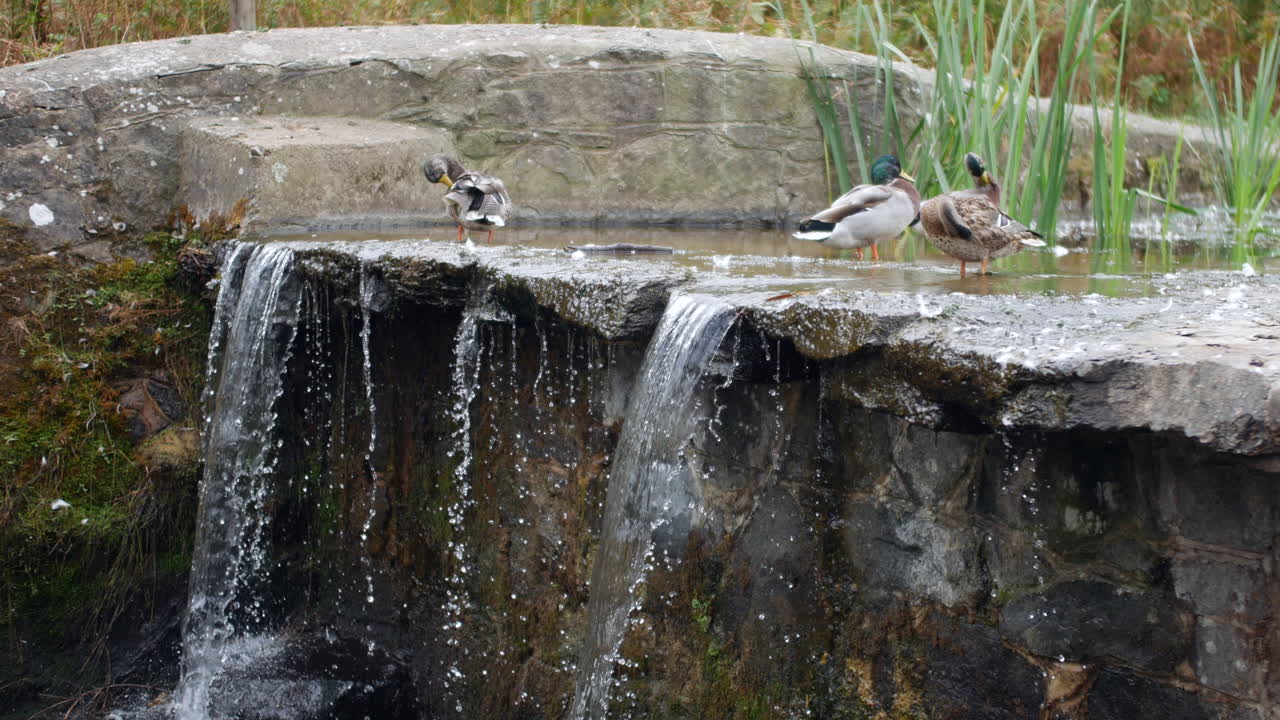 patos en las rocas en la parte superior de una cascada de rocas en un arroyo