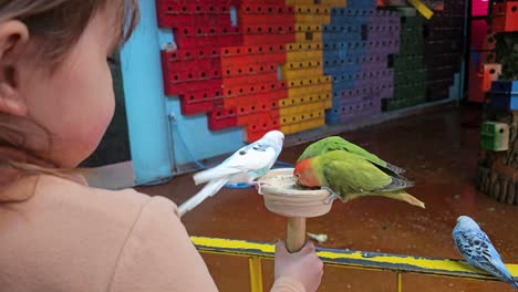 Cute little girl feeding seeds to lovebirds and budgerigars at a Birds Feeding Cafe - close-up