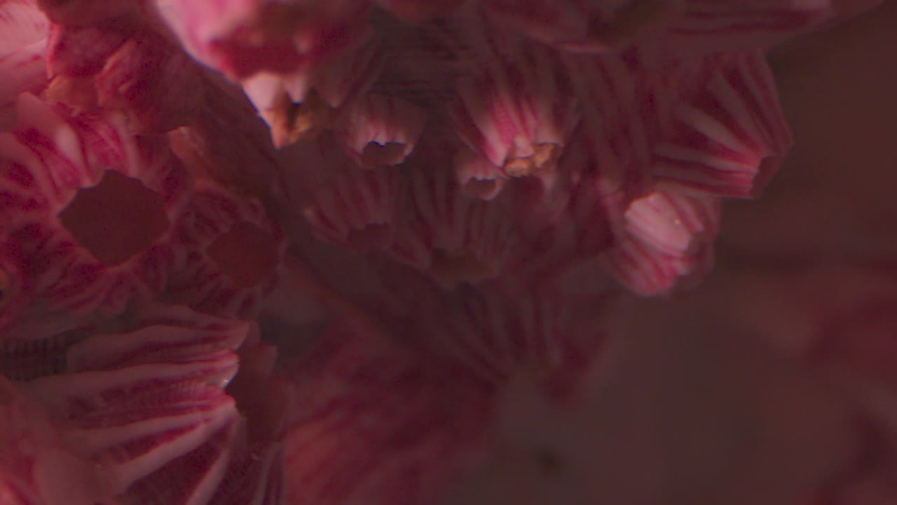 primer plano extremo de un fósil de coral púrpura