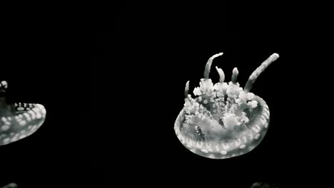 small jellyfish closeup.