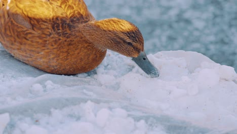 Pato-De-Plumas-Naranjas-Comiendo-Nieve