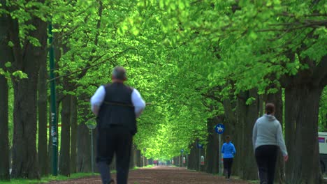 people jogging and walking in a tree-lined path