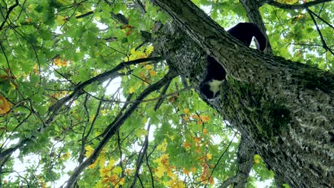 cat on the tree.