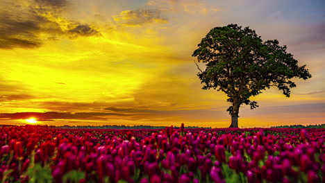 Wunderschöner-Gelber-Und-Orangefarbener-Sonnenaufgang-Im-Zeitraffer-Auf-Dem-Land-Mit-Rosa-Blumen-Und-Einem-Baum