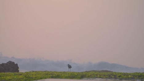 una silueta de pájaro en la playa de coral con ola de mar rodante en el fondo