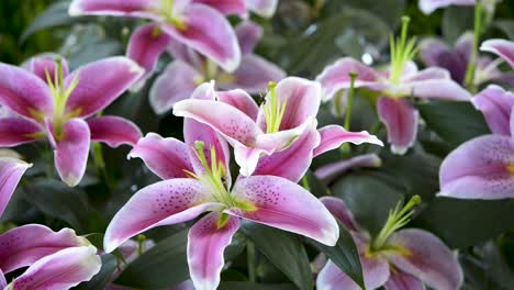 Wunderschöner-Innengarten-Mit-Lila-Lilien-Und-Einer-Kleinen-Biene-Auf-Den-Blütenblättern