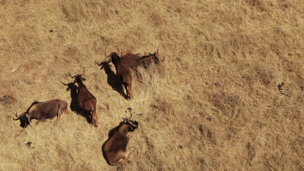 drone aerial footage zebra baby walking with mother in the wild