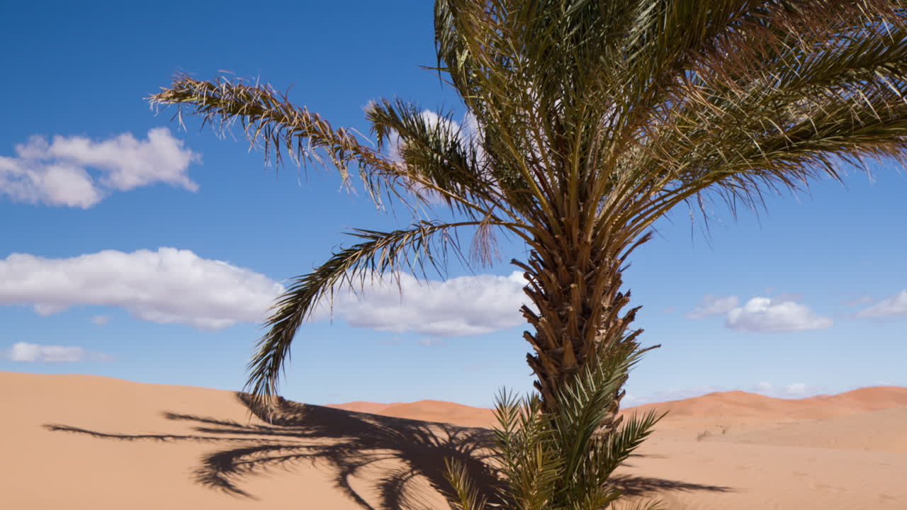 Palmeira de Merzouga 01