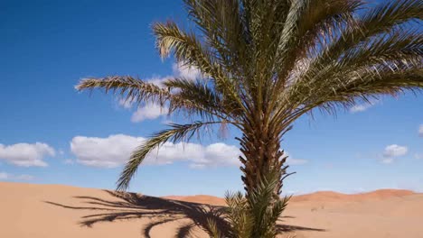 Merzouga-Palm-01