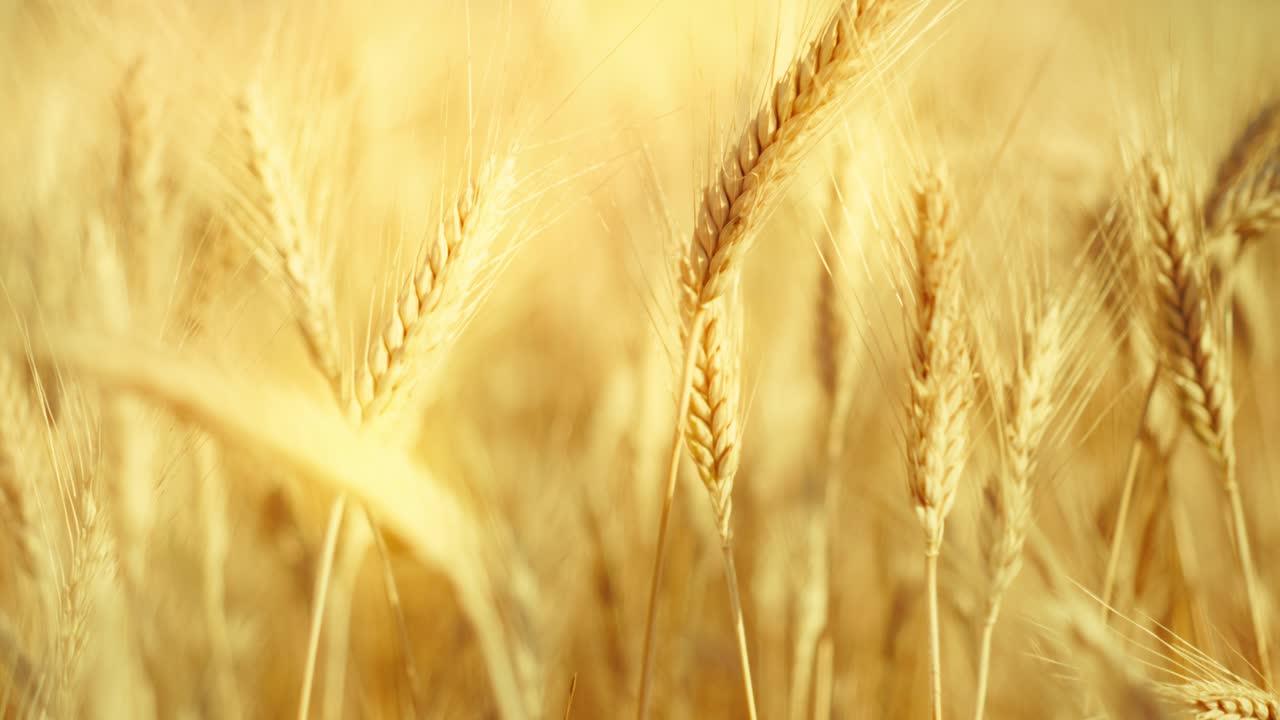A truly cinematic shot of golden wheat swaying in the summer breeze, bathed in warm sunlight. Captures the peaceful, abundant beauty of nature