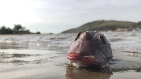 dead fish seen by the shore of laguna city, brazil