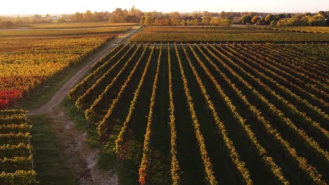 Aerial-landscape-view-over-colorful-autumn-vineyard-with-red-and-orange-foliage,-in-the-italian-countryside,-at-dusk