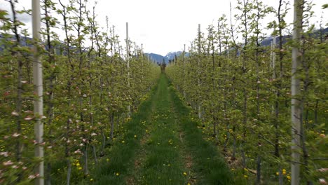 vertical apple orchards