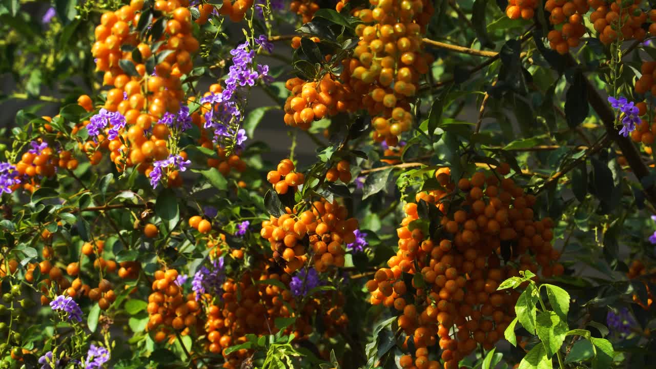 두란타 에렉타의 꽃과 열매, 화창하고 바람 부는 날