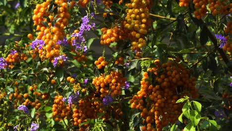 Blumen-Und-Früchte-Von-Duranta-Erecta,-Sonniger-Und-Windiger-Tag