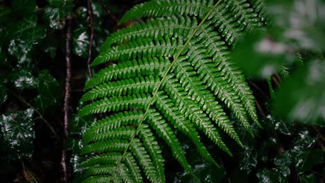 close-up of a lush green fern leaf in a forest