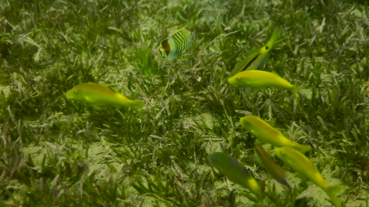 Grupo de peixes-gato em cardume no Recife de Coral do Mar Vermelho do Egito.