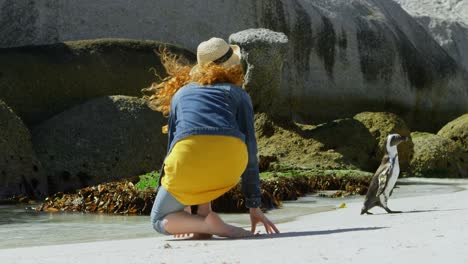 mujer mirando al pingüino en la playa 4k