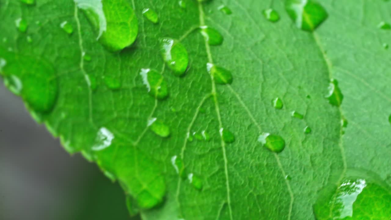 Water droplets rest on green leaf after rain on sunny day