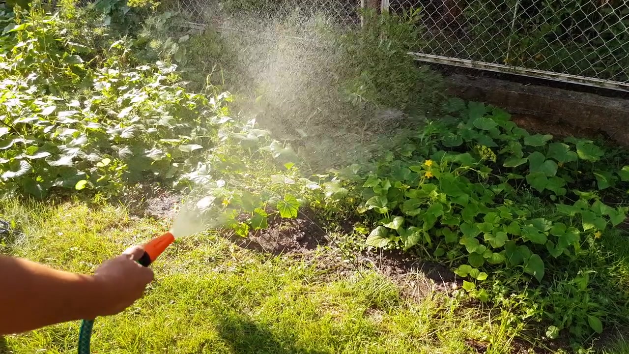 Un uomo che annaffia i cetrioli con una canna da giardino in un soleggiato orto biologico