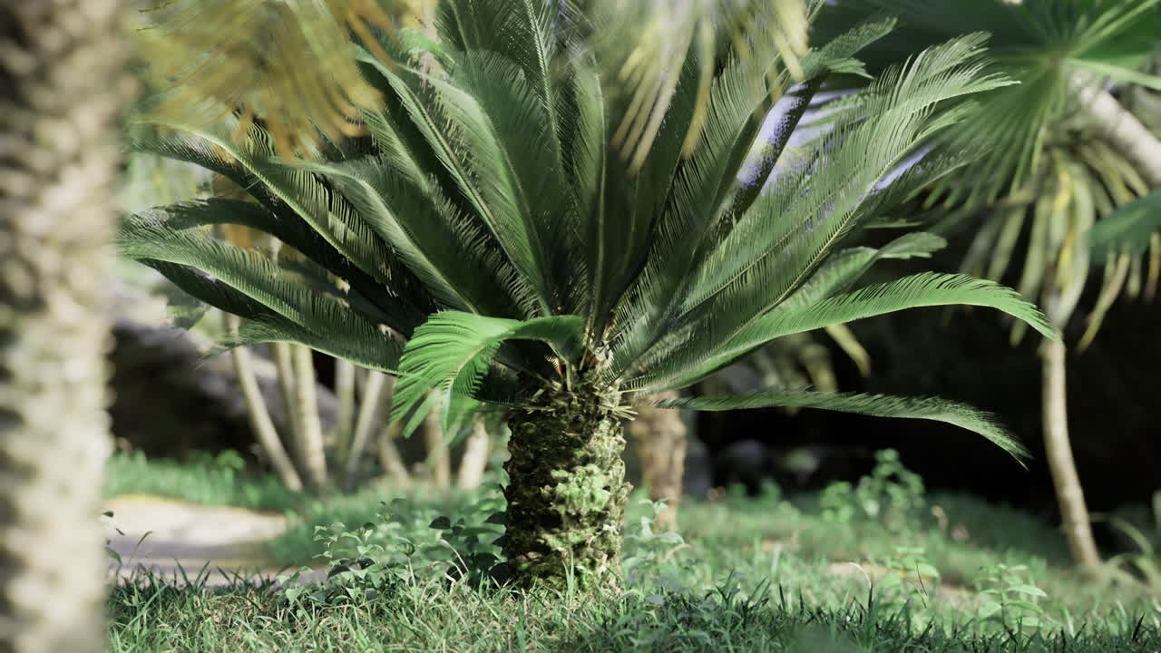 Tropical palm tree with lush green leaves in a serene garden setting