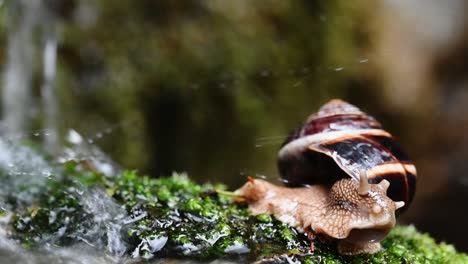 helix lucorum- snail getting hit by water drops on the side of the stream