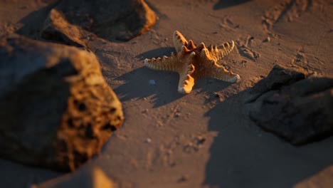 starfish on sandy beach at sunset