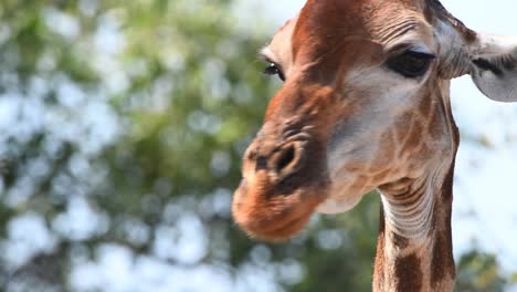 Primer-Plano-Extremo-De-La-Cabeza-De-Una-Jirafa-Mientras-El-Animal-Mira-Alrededor,-Parque-Nacional-Kruger