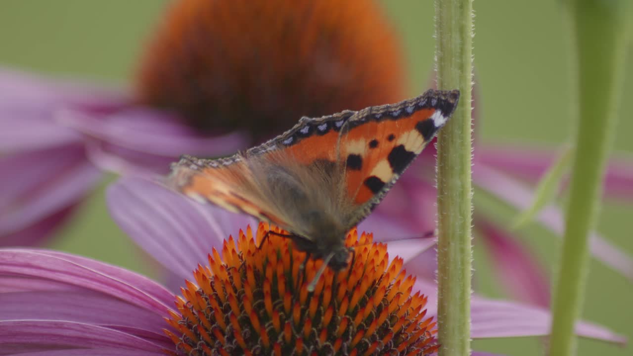 una pequeña mariposa de carey se alimenta de echinacea purpurea